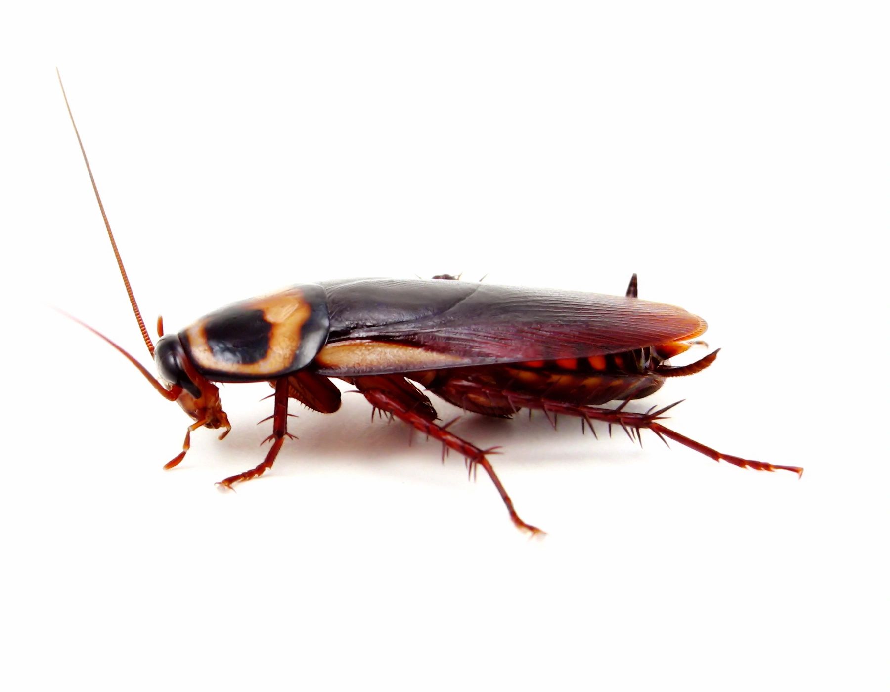 Close-up of a cockroach — covered under Iron City Pest Management standard service.