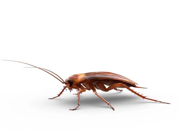 American Roach